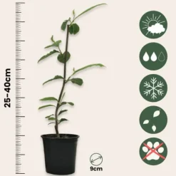 Magnoliabuske - Sæt med 3 - Magnolia 'Stellata' - Højde 25-40cm - ⌀9cm