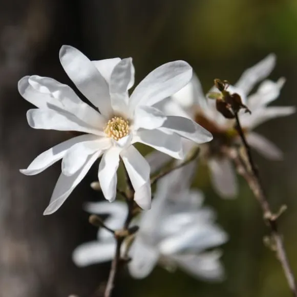 Magnoliabuske - Sæt med 3 - Magnolia 'Stellata' - Højde 25-40cm - ⌀9cm