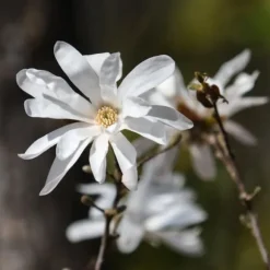 Magnoliabuske - Sæt med 3 - Magnolia 'Stellata' - Højde 25-40cm - ⌀9cm