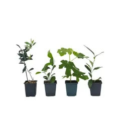 Middelhavet frugttræ - Sæt med 4 - Citrus, ficus, olea - Højde 25-40cm - ⌀9cm