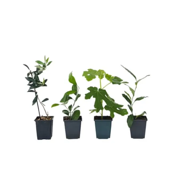 Middelhavet frugttræ - Sæt med 4 - Citrus, ficus, olea - Højde 25-40cm - ⌀9cm