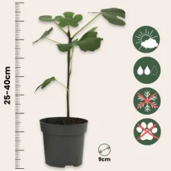 Middelhavet frugttræ - Sæt med 4 - Citrus, ficus, olea - Højde 25-40cm - ⌀9cm