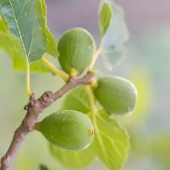 Middelhavet frugttræ - Sæt med 4 - Citrus, ficus, olea - Højde 25-40cm - ⌀9cm