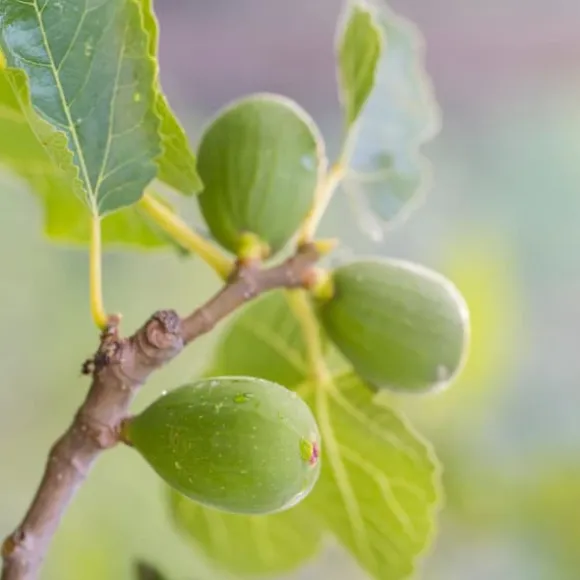 Middelhavet frugttræ - Sæt med 4 - Citrus, ficus, olea - Højde 25-40cm - ⌀9cm