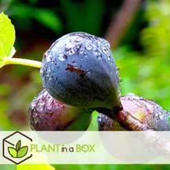 Middelhavet frugttræ - Sæt med 4 - Citrus, ficus, olea - Højde 25-40cm - ⌀9cm