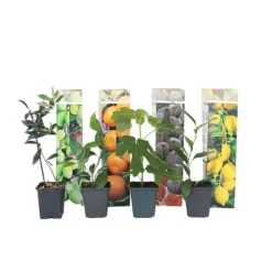 Middelhavet frugttræ - Sæt med 8 - Citrus, ficus, olea - Højde 25-40cm - ⌀9cm