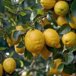 Middelhavet frugttræ - Sæt med 8 - Citrus, ficus, olea - Højde 25-40cm - ⌀9cm