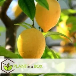 Middelhavet frugttræ - Sæt med 8 - Citrus, ficus, olea - Højde 25-40cm - ⌀9cm