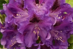Mineralgel til azaleaer og rhododendroner 0,5 l Agrecol