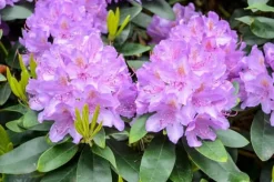 Mineralgel til azaleaer og rhododendroner 0,5 l Agrecol