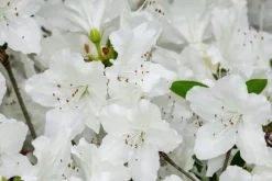 Mineralgel til azaleaer og rhododendroner 0,5 l Agrecol