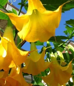 Mineralgel til Datura 0,5L Agrecol
