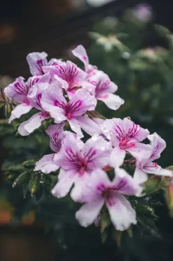 Mineralgelgødning til blomstrende planter 0,25 l Agrecol