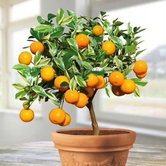 Mineralgelgødning til citrus 0,25 l Agrecol