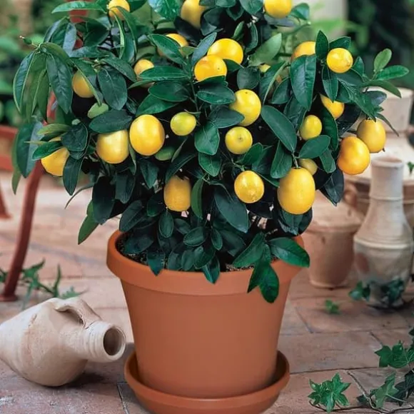 Mineralgelgødning til citrus 0,25 l Agrecol