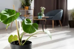 Mineralgelgødning til grønne planter 0,5 l
