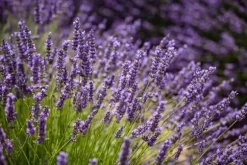Mineralgelgødning til lavendel 0,5 l Agrecol