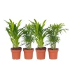 Mini inomhus palmen - Sæt med 4 - Dypsis Chamaedorea - Højde 25-40cm - ⌀12cm
