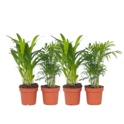 Mini inomhus palmen - Sæt med 4 - Dypsis Chamaedorea - Højde 25-40cm - ⌀12cm
