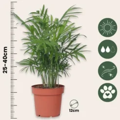 Mini inomhus palmen - Sæt med 4 - Dypsis Chamaedorea - Højde 25-40cm - ⌀12cm
