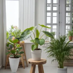 Mini inomhus palmen - Sæt med 4 - Dypsis Chamaedorea - Højde 25-40cm - ⌀12cm