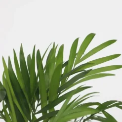 Mini inomhus palmen - Sæt med 4 - Dypsis Chamaedorea - Højde 25-40cm - ⌀12cm