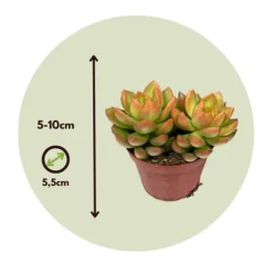 Mini sukkulenter - Sæt med 12 - Succulent Mix - Højde 5-10cm - ⌀6cm