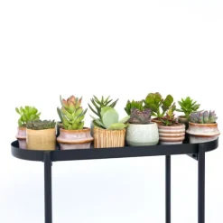 Mini sukkulenter - Sæt med 12 - Succulent Mix - Højde 5-10cm - ⌀6cm