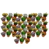 Mini sukkulenter - Sæt med 60 - Succulent Mix - Højde 5-10cm - ⌀6cm
