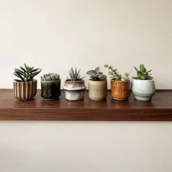 Mini sukkulenter - Sæt med 60 - Succulent Mix - Højde 5-10cm - ⌀6cm