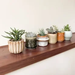 Mini sukkulenter - Sæt med 60 - Succulent Mix - Højde 5-10cm - ⌀6cm