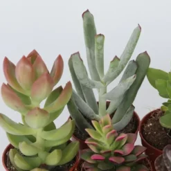 Mini sukkulenter - Sæt med 60 - Succulent Mix - Højde 5-10cm - ⌀6cm