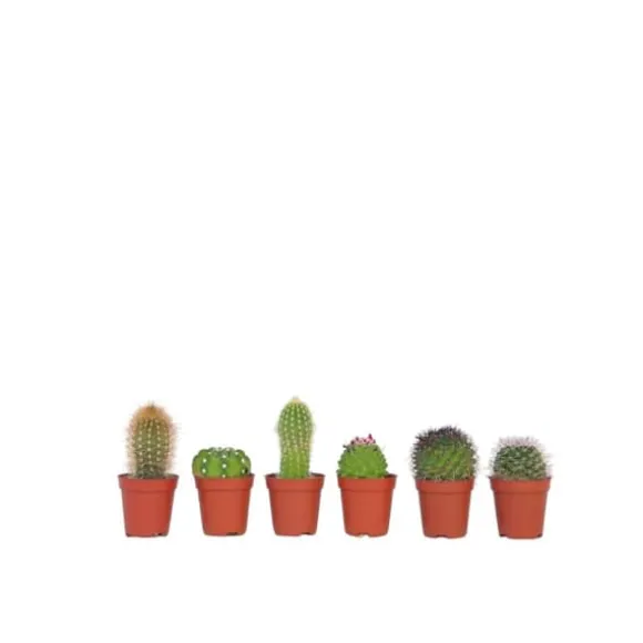 Minikaktus - Sæt med 6 - Cactus - Højde 5-10cm - ⌀6cm