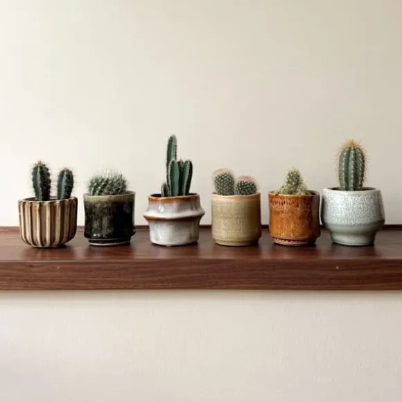 Minikaktus - Sæt med 6 - Cactus - Højde 5-10cm - ⌀6cm