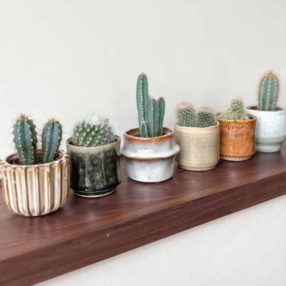Minikaktus - Sæt med 6 - Cactus - Højde 5-10cm - ⌀6cm