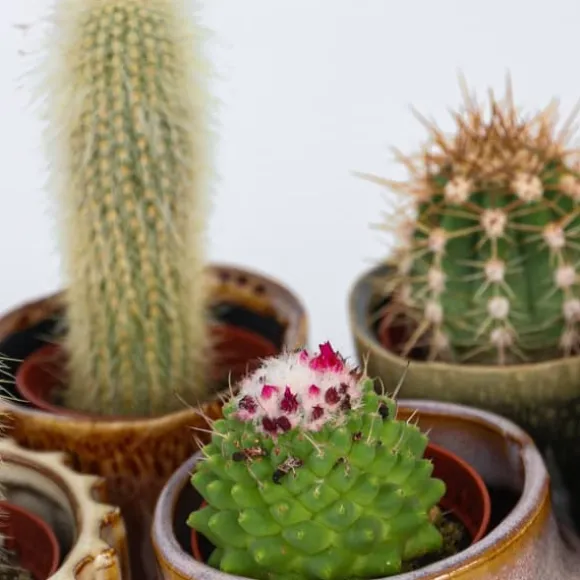 Minikaktus - Sæt med 6 - Cactus - Højde 5-10cm - ⌀6cm