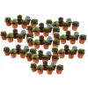 Minikaktus - Sæt med 60 - Cactus - Højde 5-10cm - ⌀6cm