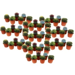 Minikaktus - Sæt med 60 - Cactus - Højde 5-10cm - ⌀6cm