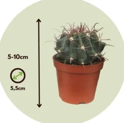 Minikaktus - Sæt med 60 - Cactus - Højde 5-10cm - ⌀6cm