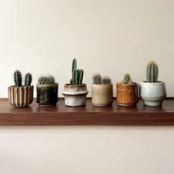 Minikaktus - Sæt med 60 - Cactus - Højde 5-10cm - ⌀6cm