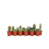 Minikaktus - Sæt med 12 - Cactus - Højde 5-10cm - ⌀6cm
