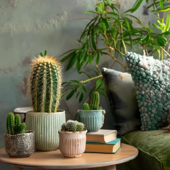 Minikaktus - Sæt med 12 - Cactus - Højde 5-10cm - ⌀6cm