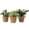 Mix af 3 stueplanter inkl. kurve - Højde 25-40cm - ⌀12cm