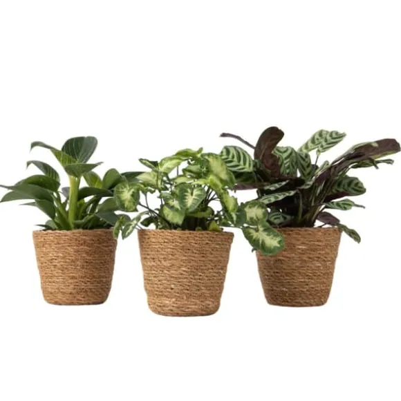 Mix af 3 stueplanter inkl. kurve - Højde 25-40cm - ⌀12cm