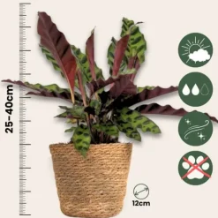 Mix af 3 stueplanter inkl. kurve - Højde 25-40cm - ⌀12cm