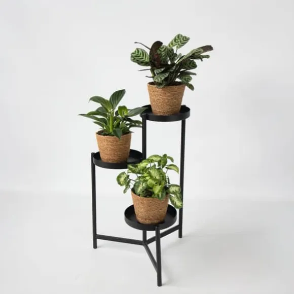 Mix af 3 stueplanter inkl. kurve - Højde 25-40cm - ⌀12cm
