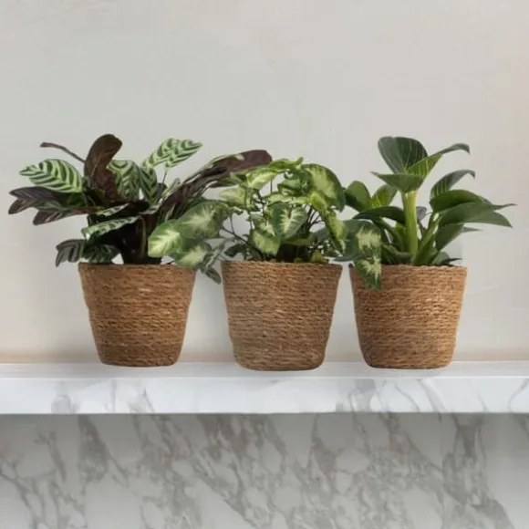 Mix af 3 stueplanter inkl. kurve - Højde 25-40cm - ⌀12cm