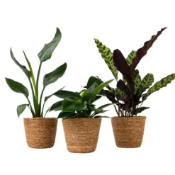 Mix af 3 stueplanter inkl. kurve - Højde 25-40cm - ⌀12cm