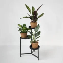 Mix af 3 stueplanter inkl. kurve - Højde 25-40cm - ⌀12cm