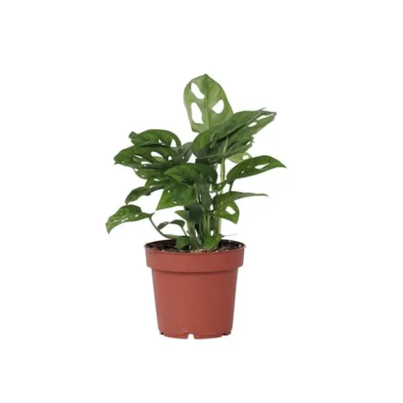 Monstera - Monstera adansonii 'Monkey Mask' - Højde 25-30cm - ⌀12cm